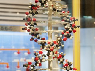 Pembangunan kembali struktur DNA