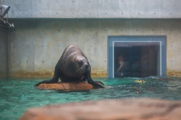 A sea lion hangs out atop a rock in its tank