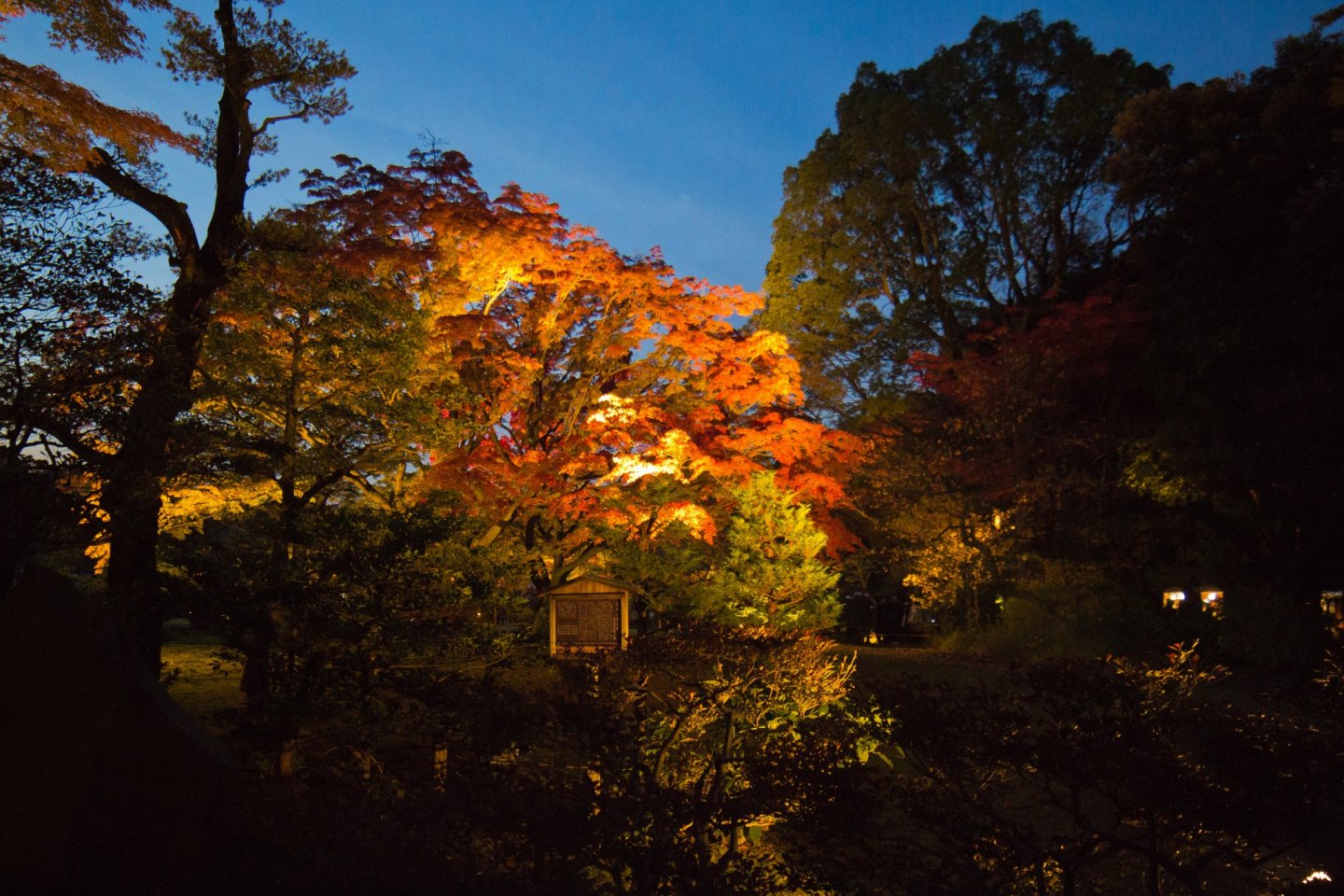 As soon as you enter the gardens, you are greeted by fantastic autumn leaves