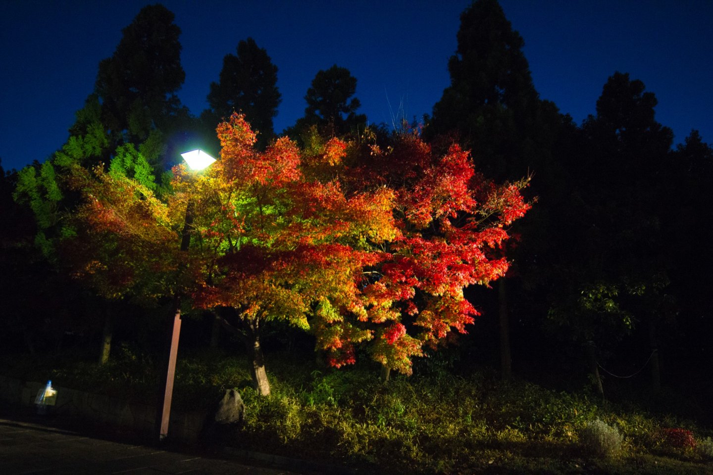 Les feuilles d\'automne rescellent de superbes couleurs à admirer