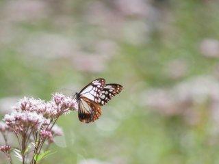 フジバカマと旅する蝶アサギマダラ　１０月