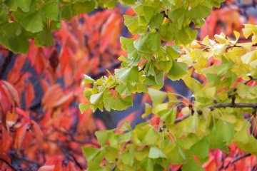 These bright green, yellow and red colors usually bloom from around mid to late November onwards