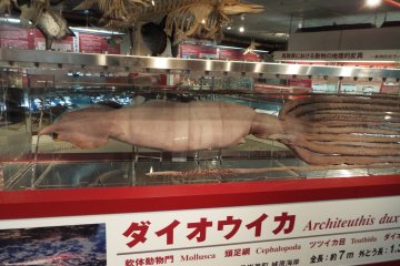 Giant Squid Prefectural Museum