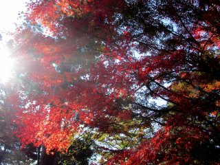 Những tán lá mùa thu rực rỡ dưới ánh mặt trời