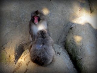 Hai chú khỉ ngồi trên mỏm đá