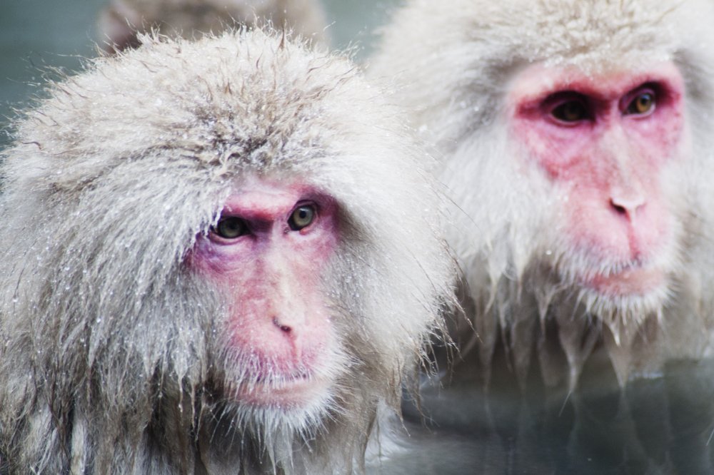The monkeys are known for bathing in a natural onsen