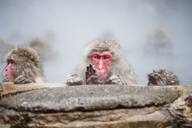 The snow monkeys show a variety of facial expressions