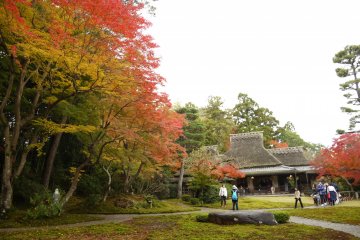 ต้นมอสสีเขียวเข้มตัดกันอย่างเฉียบขาดกับใบโมะมิจิ หรือใบเมเปิ้ลญี่ปุ่นที่มีสีส้มหรือสีแดงสด 