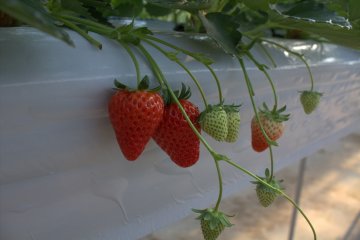 Ripe and juicy strawberries, waiting to be picked