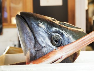 The tuna auction starts at 5:30am