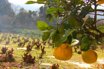 Pomelos grow at the side of the mulberry plantation