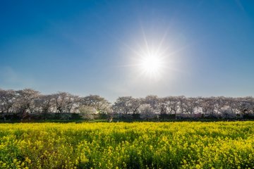 The sun shines over rapeseed blossoms and sakura at the Satte Cherry Blossom Festival