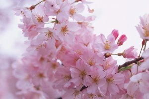 Itinerary Musim Sakura di Ota