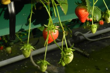 Strawberry picking at Dole Land