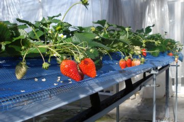 Strawberry picking at Dole Land