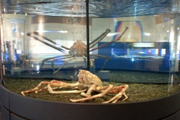 Live crab in the aquarium