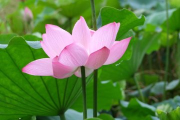 Japanese lotus leaves are large and soft