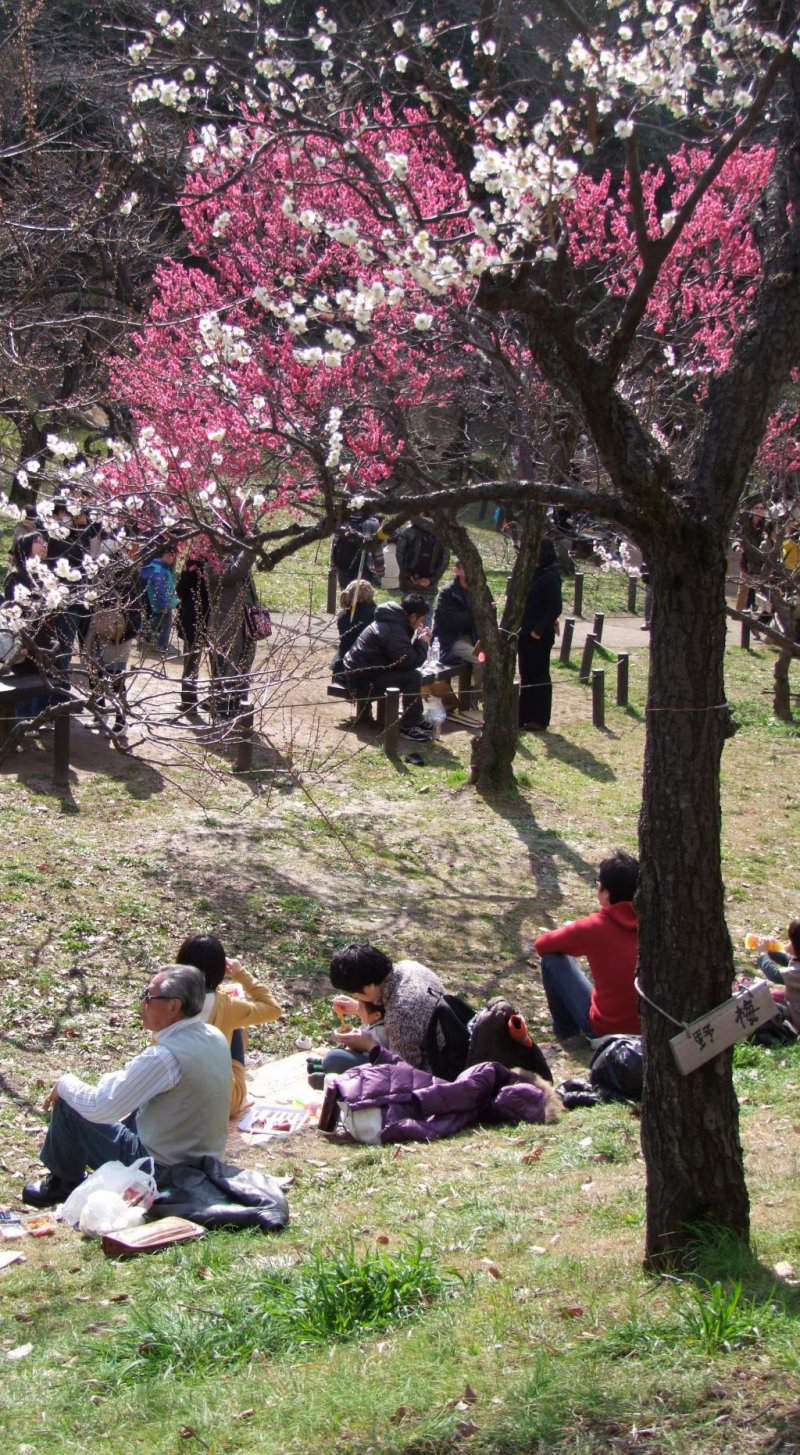 <p>Sit, relax, and enjoy the winter plum blossoms</p>