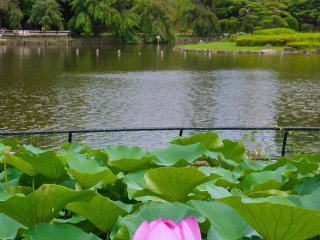 千葉公園の池では手漕ぎボートに乗れる
