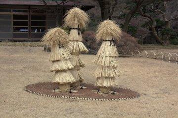 稻草柱子用于保护小树苗免受严寒