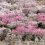 Hoa anh đào ở công viên Makuyama