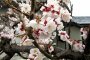 Ханами - сезон цветения сакуры 