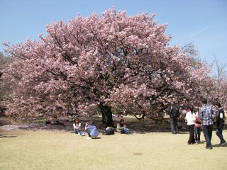 Beautiful sakura was the favorite for taking photos!