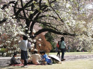 Picnic under sakura