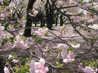 Tender blossoms of sakura