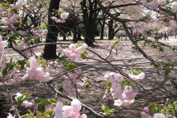 Tender blossoms of sakura