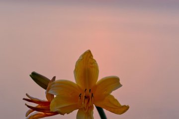 Lilies and the sunset
