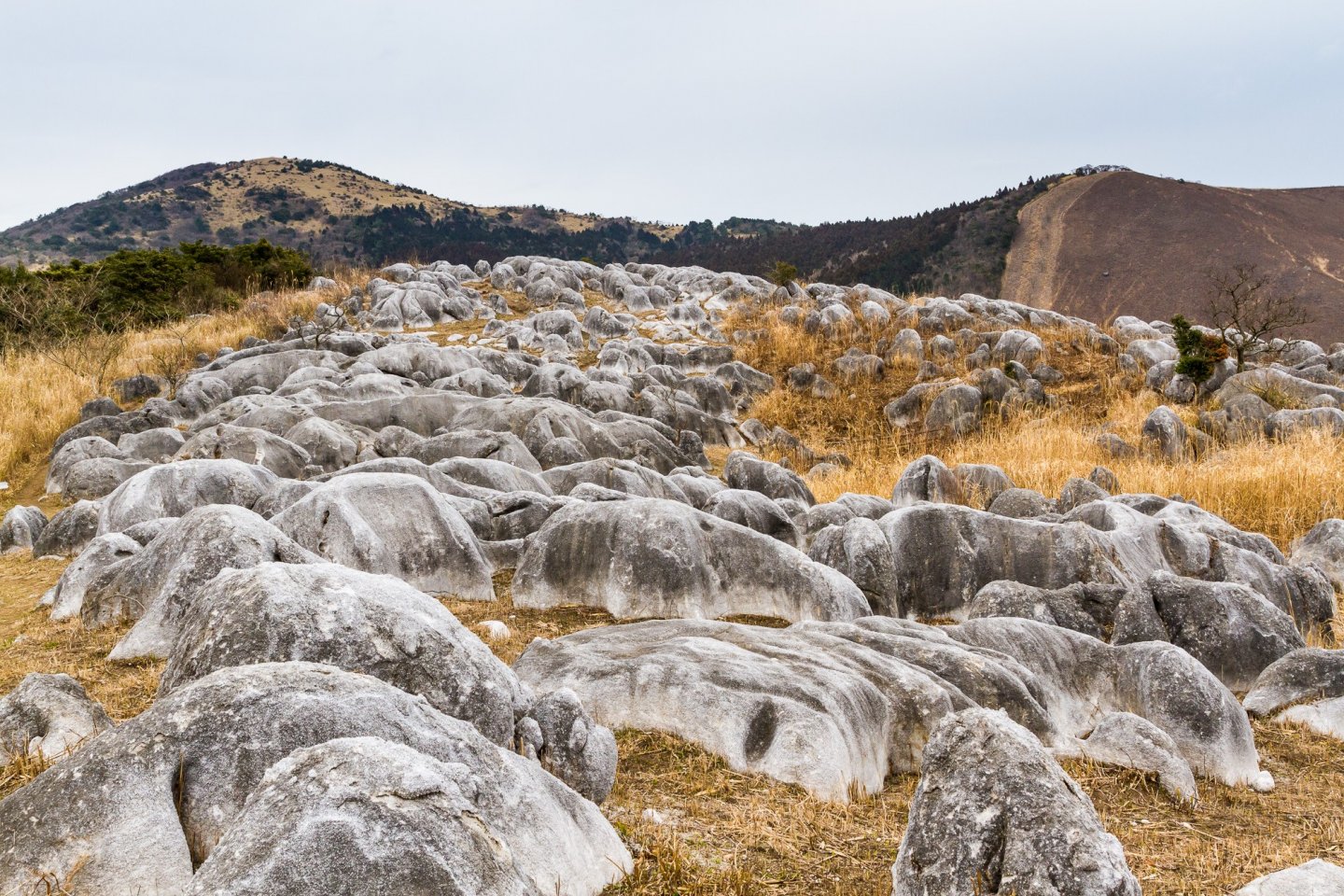 Winter view of Hiraodai Karst Plateau and its grassy mountainsides dotted with limestone formations