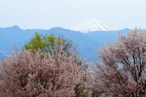 Pemandangan Fuji dari Taman Buah Fuefukigawa