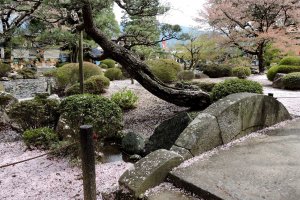 Cherry blossom at Erinji Temple
