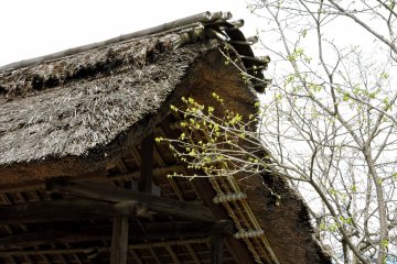 Thatched roof on a firewood shelter