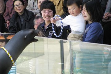 Brave specatators can play with sea lions!