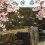 Cherry Blossoms at Kofu Castle