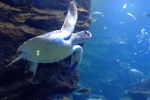 Sea turtle at Kyoto Aquarium