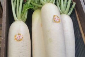 Massive daikon radish is a much-loved vegetable but "daikon-ashi" (legs of a daikon) is a terrible insult to women!