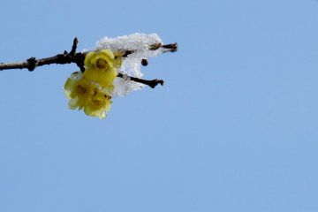 Signs of spring in the snow.