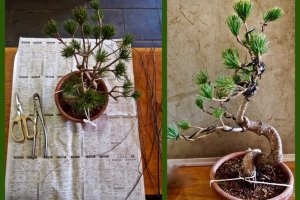 The taming of the bonsai