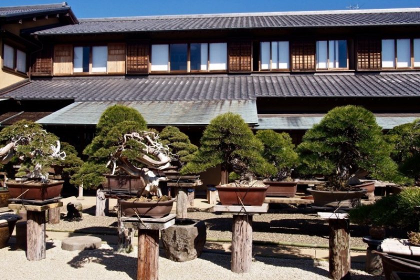 The garden at Shunkaen Bonsai Museum