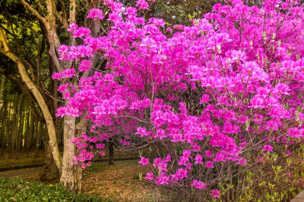 As primeiras de muitas flores coloridas do Parque de Beppu