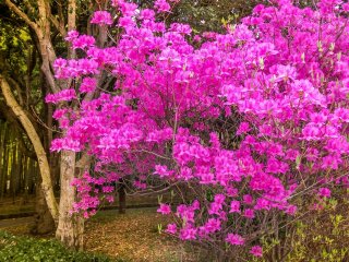 As primeiras de muitas flores coloridas do Parque de Beppu