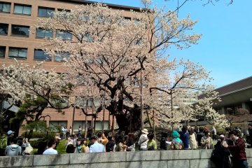 A national treasure, the Rock Splitting Cherry Tree in Morioka