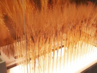 Real examples of barley are displayed