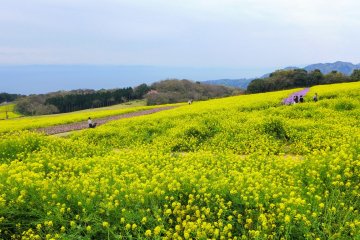 Fields of golden mustard seed flowers
