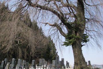 Asahimura's cemetery