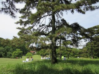 Парк Йойоги в весенний день