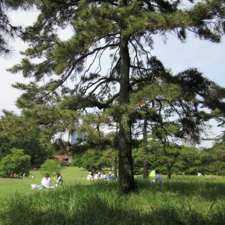 Прогулки по Токио: Йойоги парк